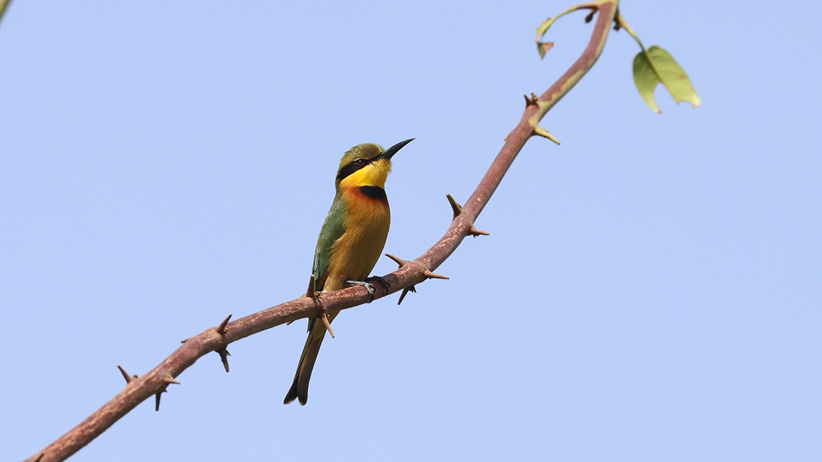 Little Bee-eater
